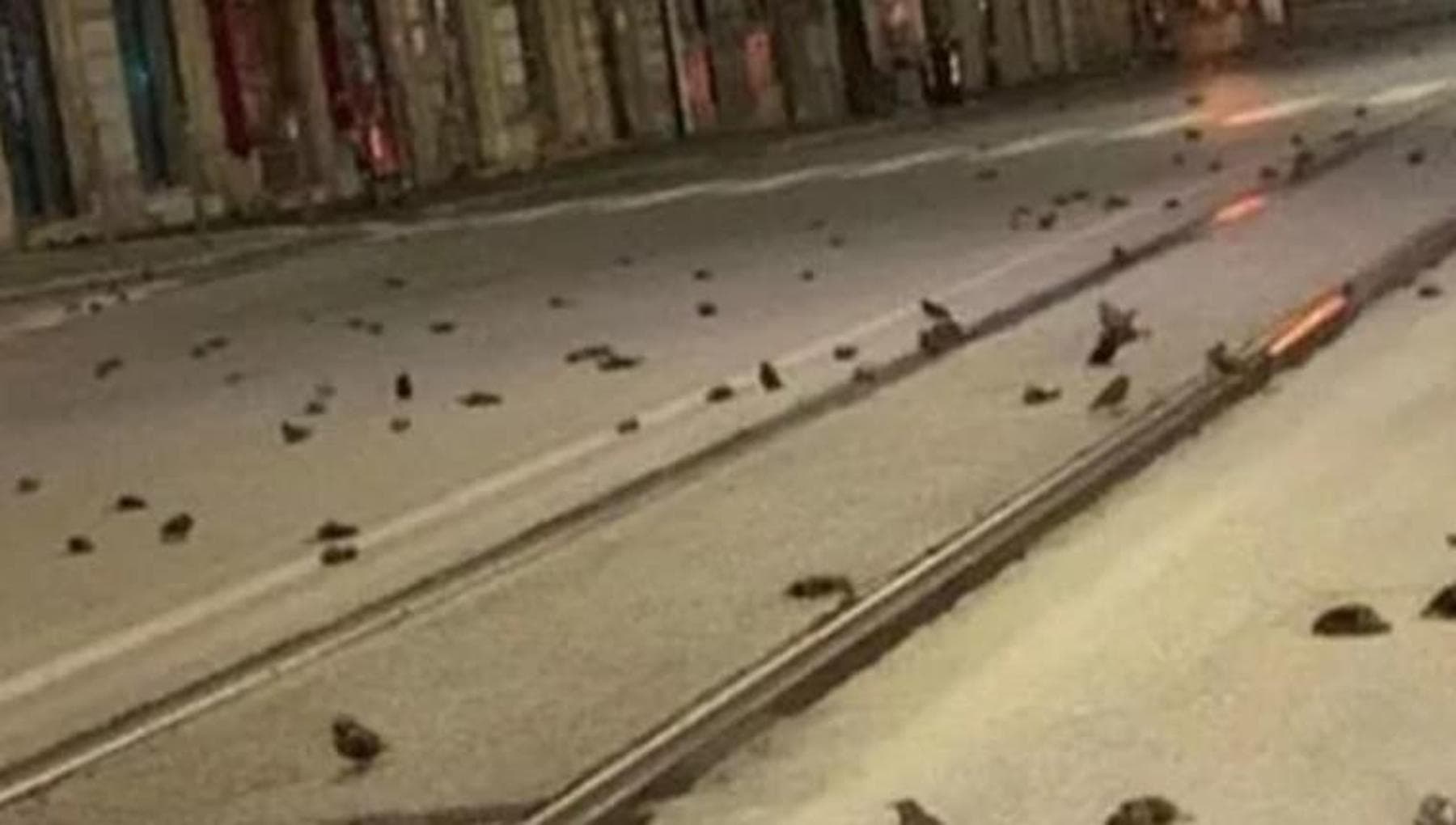 Strage di animali a Capodanno: l'ipocrisia dei botti