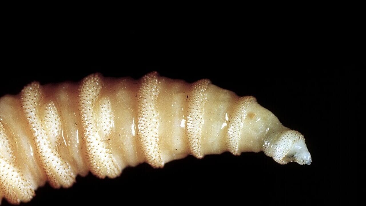 Larva mangia-carne, la minaccia killer che fa tremare l'Italia