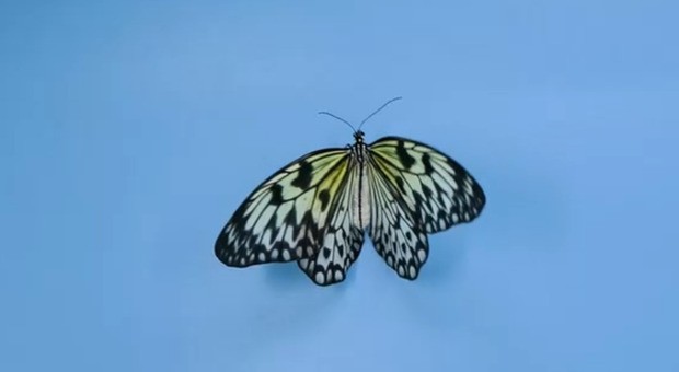 Farfalle: il trucco segreto per sfuggire ai predatori è un'illusione ottica